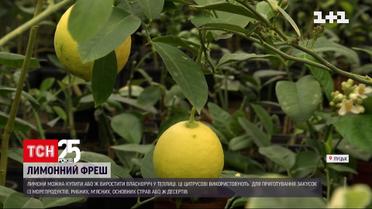 Чи тяжко виростити лимон і чому його не можна додавати до гарячого чаю