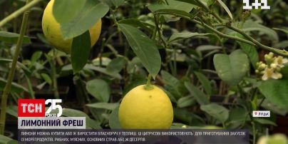 Чи тяжко виростити лимон і чому його не можна додавати до гарячого чаю