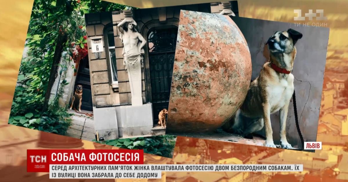 Львовянка устроила красивую фотосессию беспородным собакам