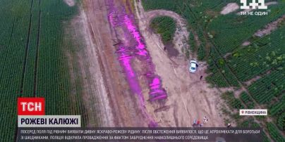 Новини України: рожеві калюжі неподалік Рівного – звідки вони взялися і чи безпечні вони для людей