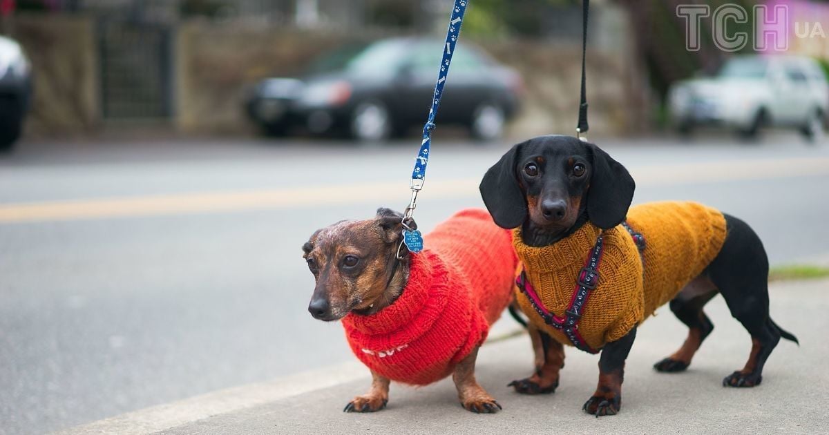 Как правильно держать собачий поводок
