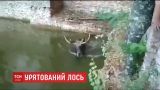 На Чернобыльской АЭС спасли лося из водоема