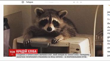 Незваный гость - в Торонто в дом ворвался енот и опустошил запасы хлеба