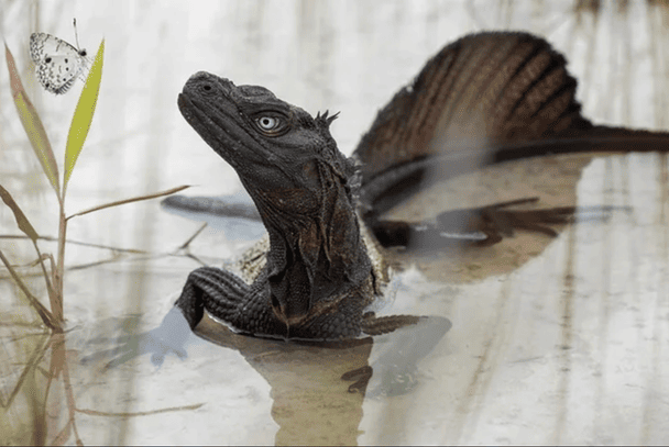 Ящерка Hydrosaurus. / © Pinterest