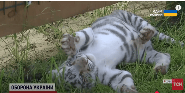 Тигреня / © ТСН