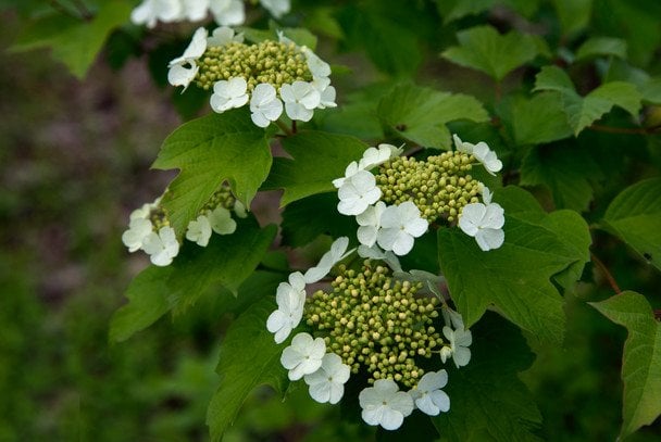 Калина / © Credits