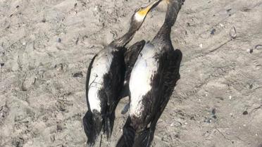 Мертві баклани в Луговому / © Фото з відкритих джерел