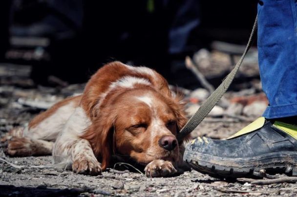 Пес-рятівник Ніндзя від втоми заснув просто на дорозі біля чобота свого господаря / © Ян Доброносов