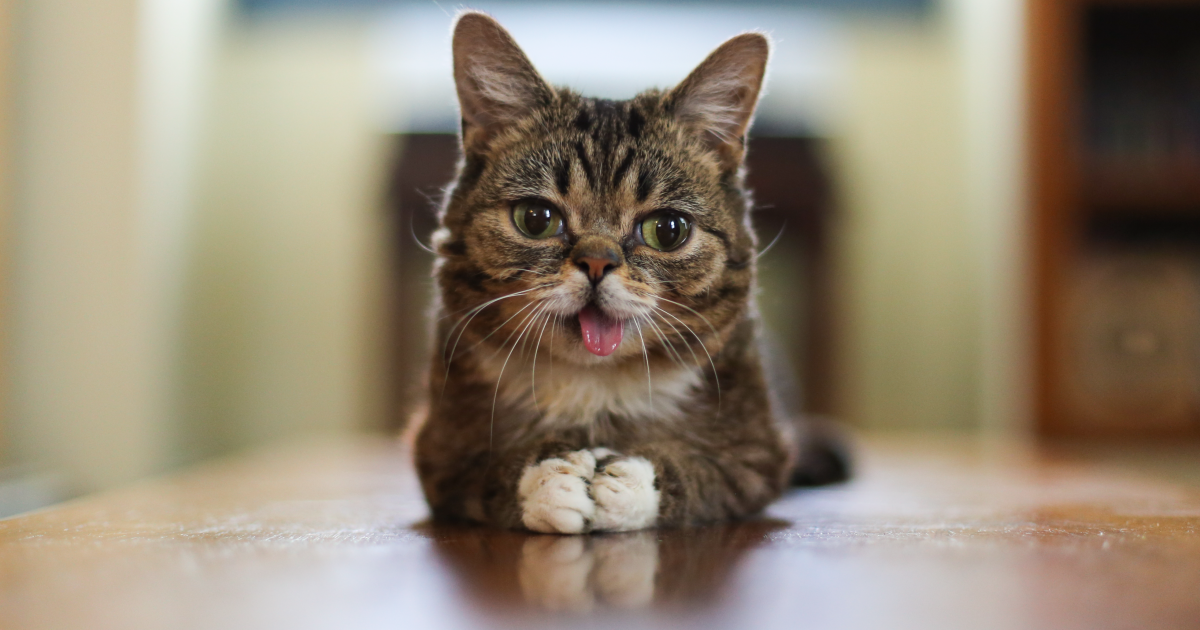 Любвеобильная кошка и комик-шутник. Топ-10 позитивных новостей недели