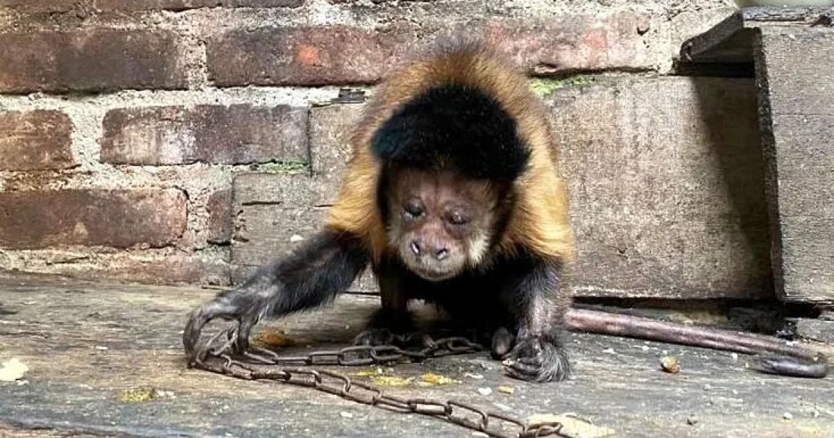 Обезьяна, которая 35 лет была прикована цепью