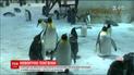 В китайському океанаріумі з нагоди нового року глядачам показали 12 нових антарктичних пінгвінів