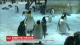 В китайском океанариуме по случаю нового года зрителям показали 12 новых антарктических пингвинов