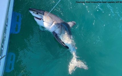 Американські рибалки випадково спіймали агресивну акулу-людожера (фото, відео)