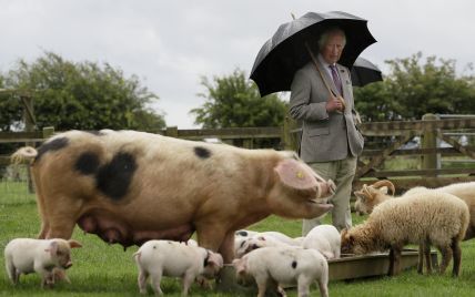 Пообщался с породистой свиньей: принц Чарльз съездил на ферму