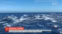У побережья Калифорнии три сотни дельфинов устроили зрелище на воде