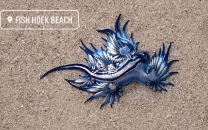 "Найкрасивіший морський вбивця": на берег Південної Африки масово викинулися чудернацькі отруйні молюски