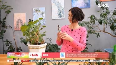 Как правильно присматривать за пеларгонией