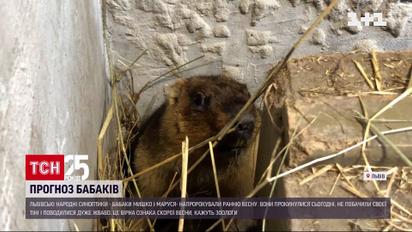 Во Львове сурки предрекли раннюю весну