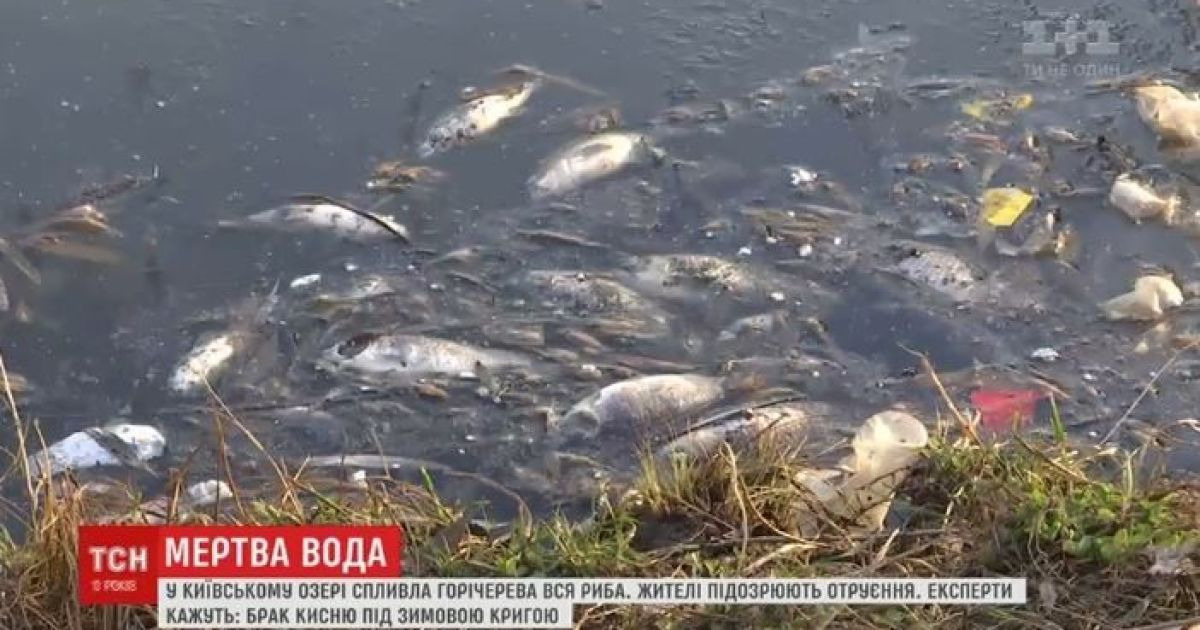 Экологическое чрезвычайное происшествие в Киеве: из озера вытащили сотни дохлых рыб