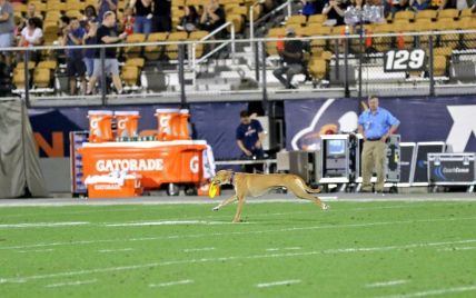 В США во время футбольного матча пес сделал суперзабег на 75 метров и поймал снаряд