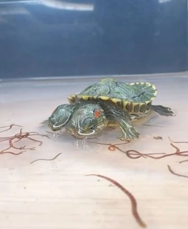 Черепаха з двома головами / Фото: @aquaterraexoticpets/ CATERS NEWS