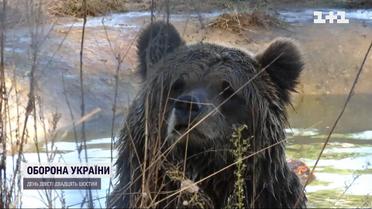 Унікальна спецоперація заради ведмедя: контужена тварина повільно помирала під обстрілами