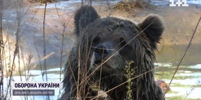 Уникальная спецоперация ради медведя: контуженное животное медленно умирало под обстрелами
