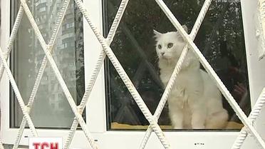 Волонтеры спасли от войны пушистых беженцев