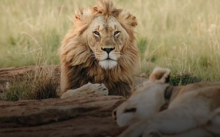 У південноафриканському заповіднику леви загризли мисливців на носорогів