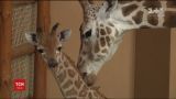 В частном зоопарке впервые показали жирафика, который недавно родился