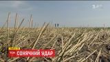 Через глобальне потепління в Україні змінилися умови та місця вирощування сільськогосподарських культур