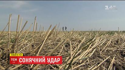 Через глобальне потепління в Україні змінилися умови та місця вирощування сільськогосподарських культур