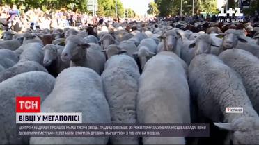 Новости мира: в Мадриде впервые с начала пандемии устроили марш скота