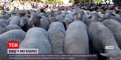 Новости мира: в Мадриде впервые с начала пандемии устроили марш скота