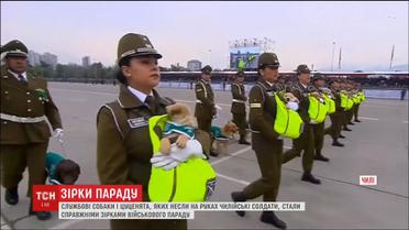 В Чили участие в военном параде приняли служебные собаки и щенки