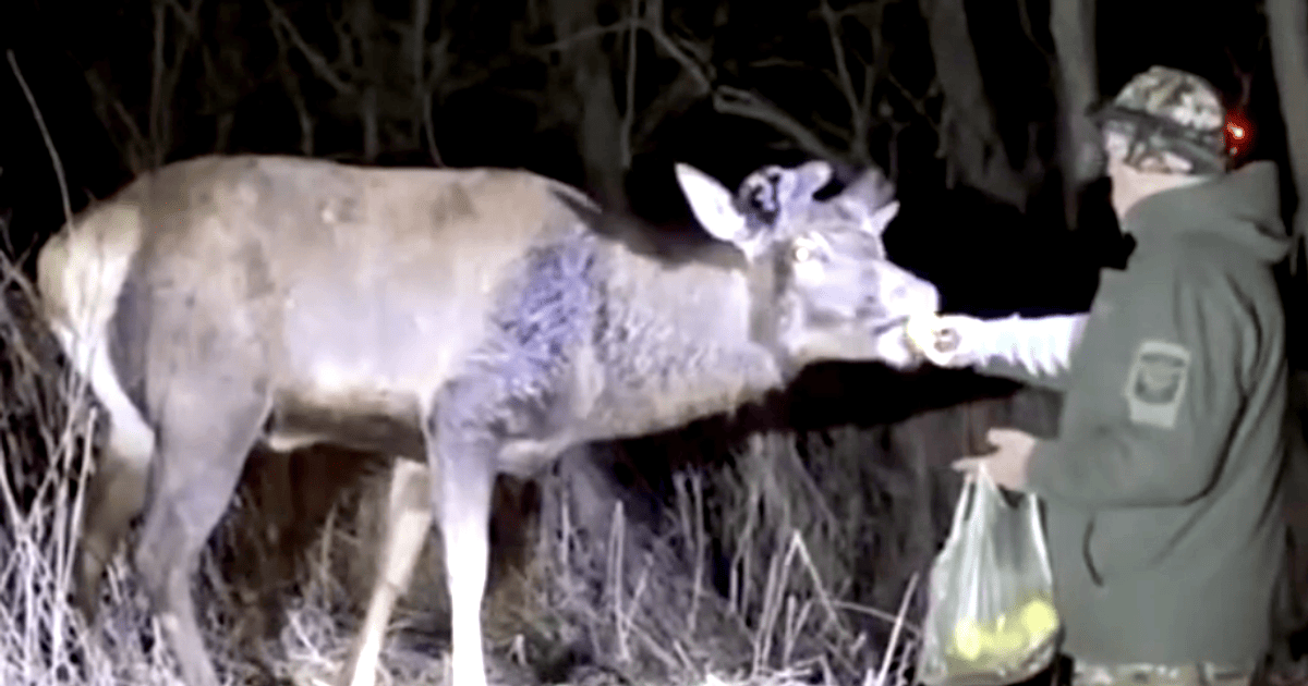 Олень Борис почав ходити і їсти після ДТП