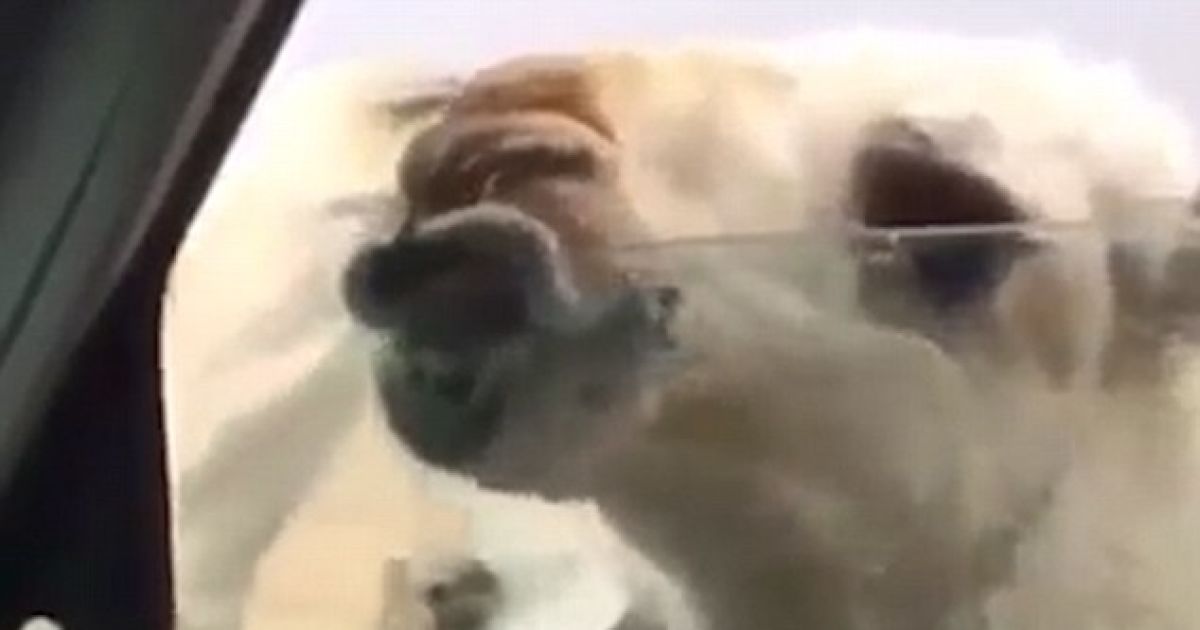 Смешное видео стало популярным в Сети.