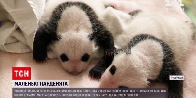 Новости мира: во Франции показали, как за месяц изменились маленькие панденята-близнецы