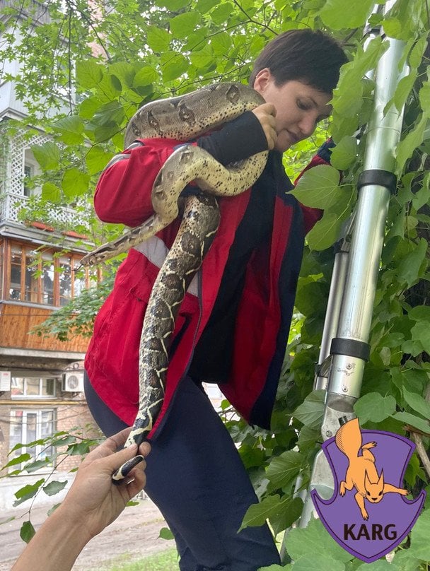 Порятунок імператорського удава / © facebook.com/KARG.kyivanimalrescuegroup