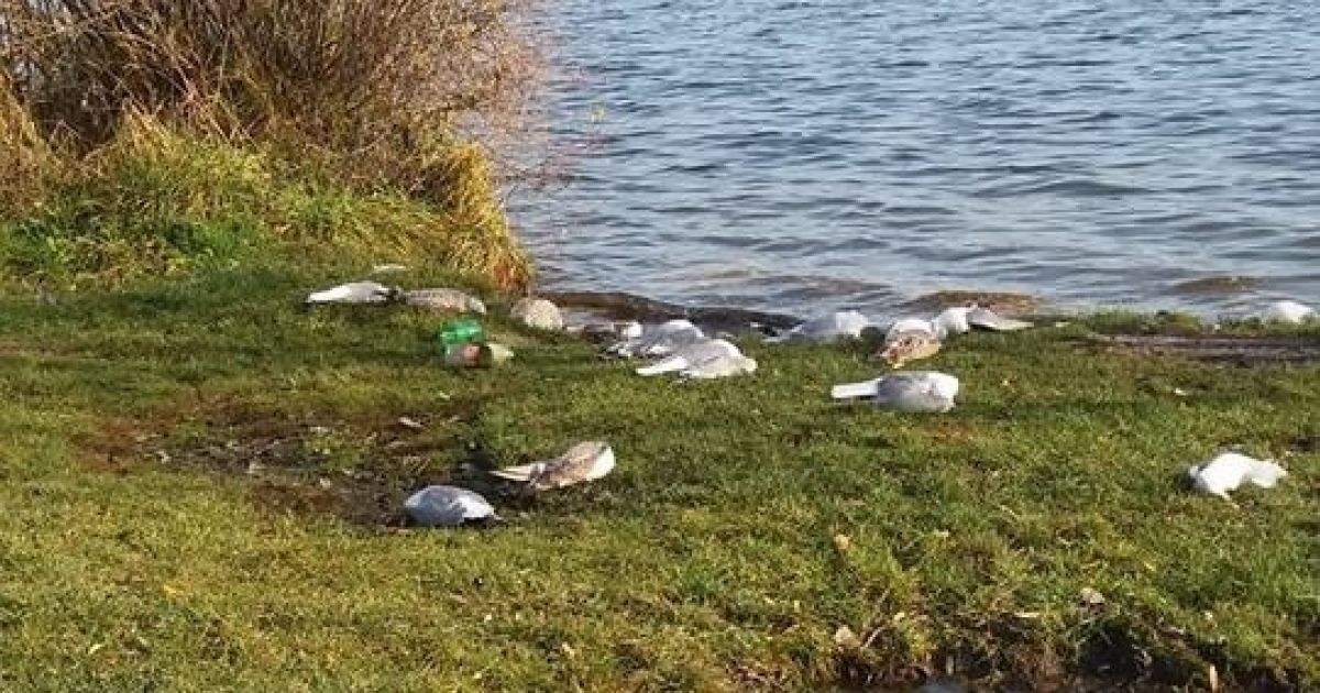 У Тернополі на березі озера знайшли майже 200 мертвих птахів. Вони, ймовірно, отруїлися
