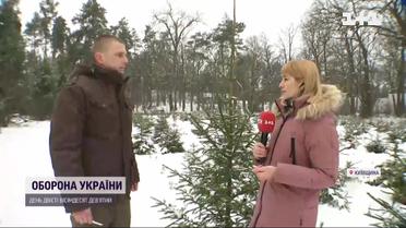 Ялинки, ялиці і сосни: які лісові дерева оберуть українці цього року