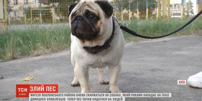 Обережно, злий пес: собака тримає в страху двір на столичній Оболоні