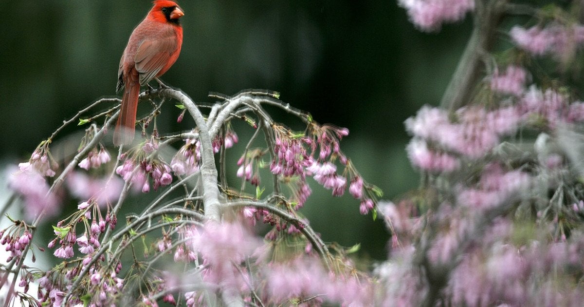 Птах на квітучому дереві