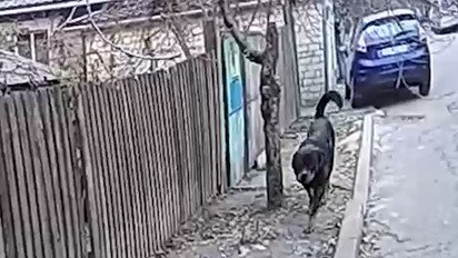 Агрессивный ротвейлер без намордника укусил полицейского: собаку пришлось застрелить