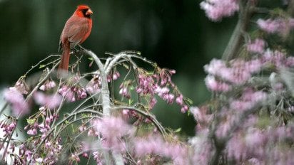 Птах на квітучому дереві