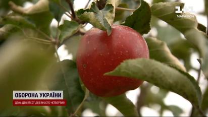 Цены на яблоки взлетели – по 35, 50 и даже 60 за кило!