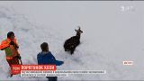 Залізничники врятували дику козу зі снігової лавини в Австрії