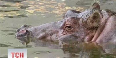 У Київському зоопарку померла найстаріша бегемотиха планети