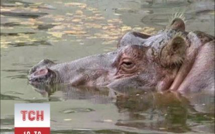 У Київському зоопарку померла найстаріша бегемотиха планети