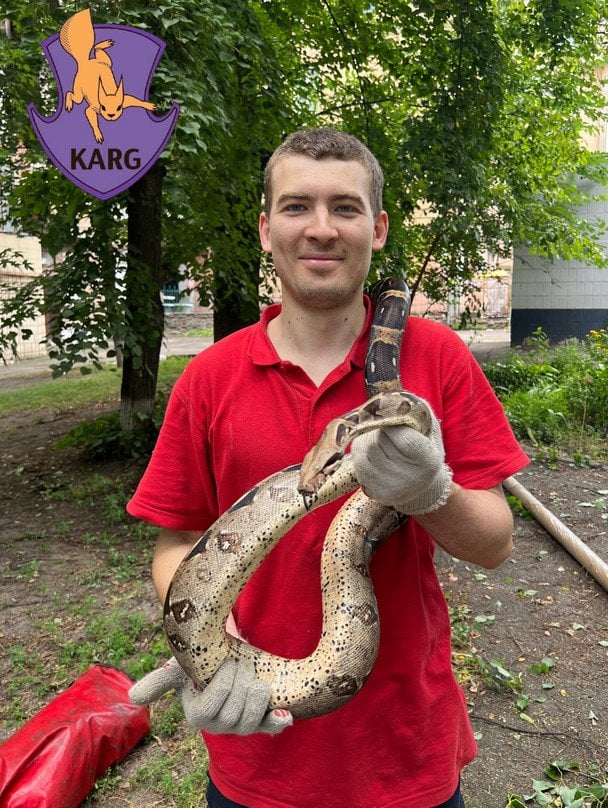 Порятунок імператорського удава / © facebook.com/KARG.kyivanimalrescuegroup